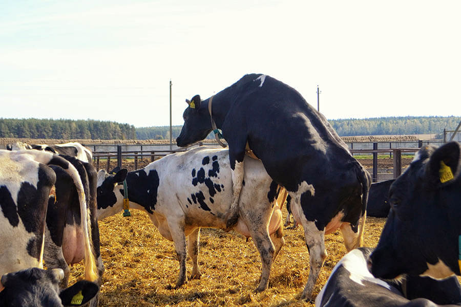 Cow heat sensor detects the onset of cow estrus by continuous monitoring animal’s activity