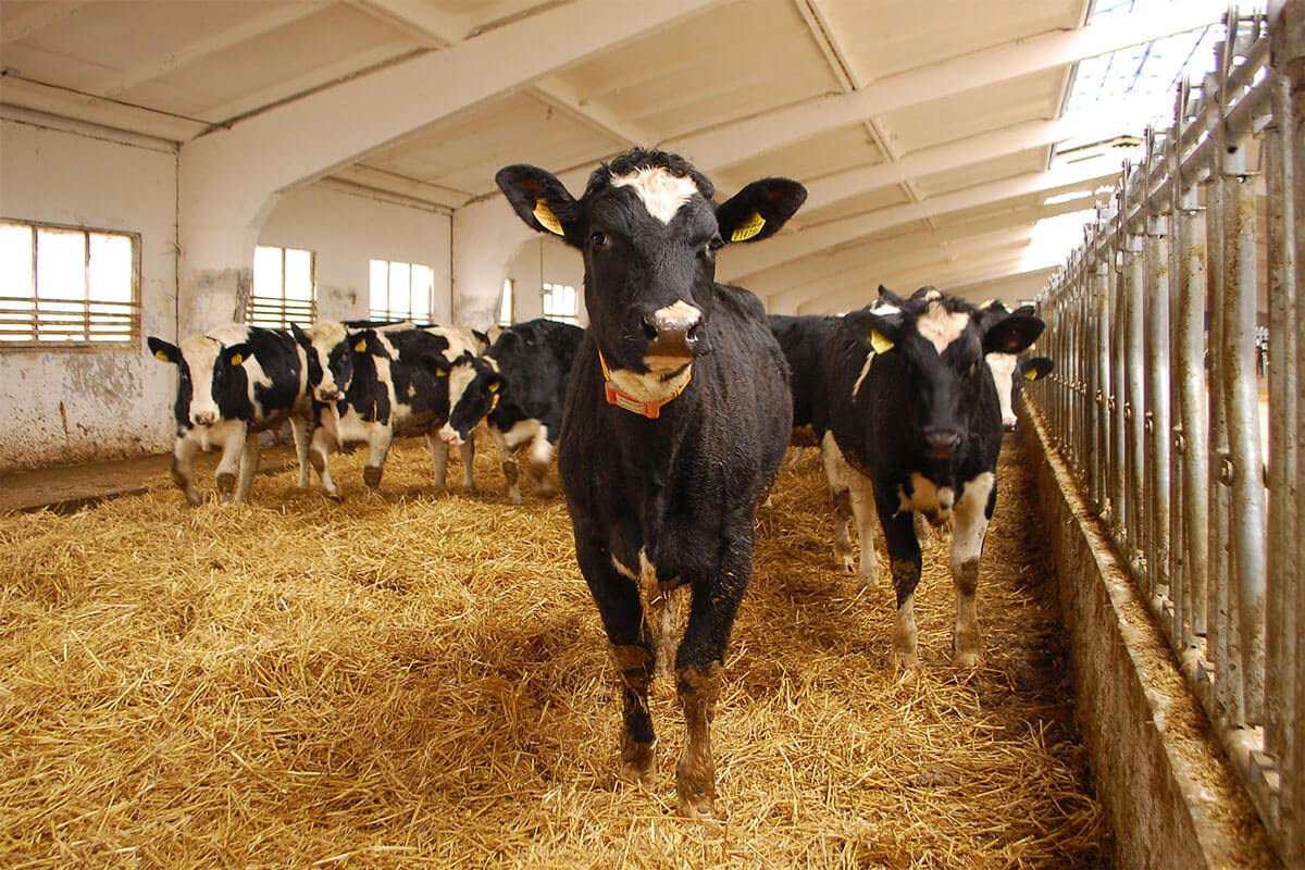 Ovi-bovi tags on heifers in Chachkovo, Minsk region