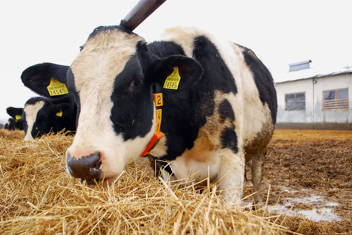 Ovi-bovi activity tag on a heifer in Chachkovo, Minsk region
