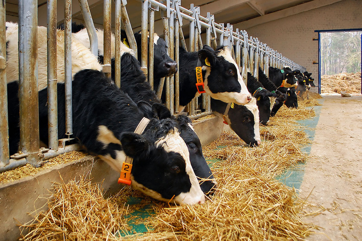 Ovi-bovi estrus detection tags on heifers in Cachkovo