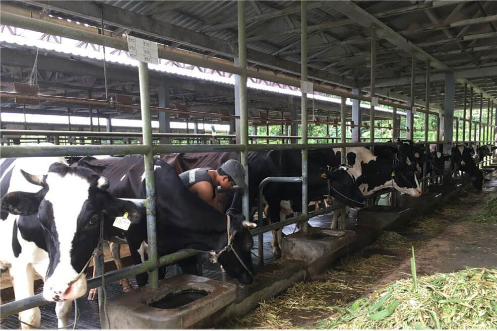Cows in Indonesia