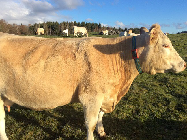 Charolais cows